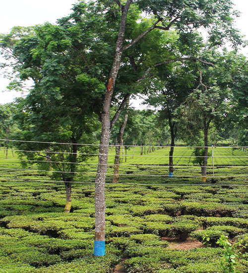 Explore Tea Gardens